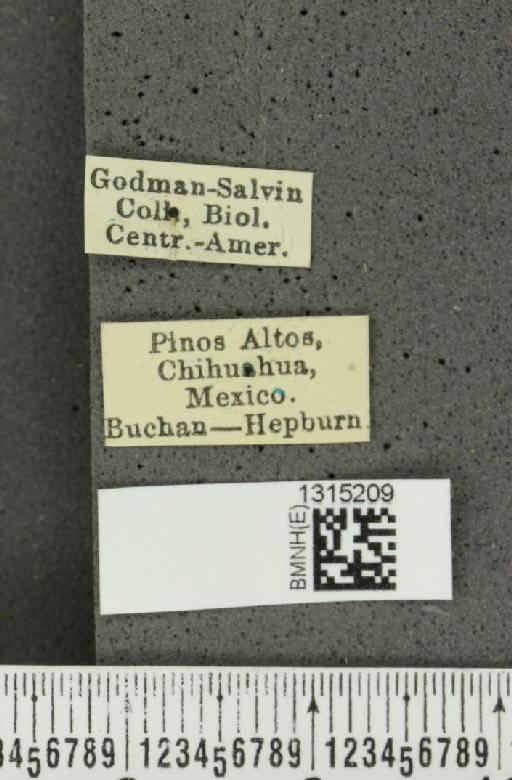 Leptinotarsa behrensi Harold, 1877 - BMNHE_1315209_label_14865