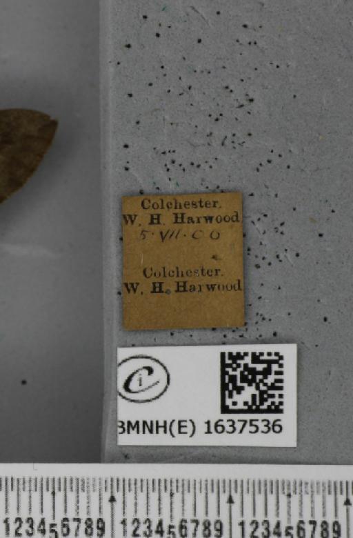 Macroglossum stellatarum (Linnaeus, 1758) - BMNHE_1637536_label_206219