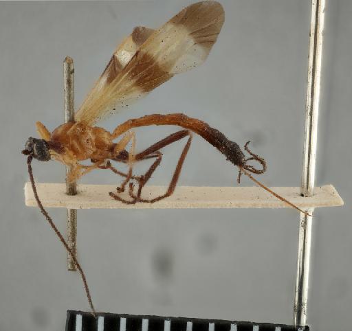Epimecis mexicana Cameron, P., 1886 - Acrotaphus_mexicanus_holotype_lateral_010202132