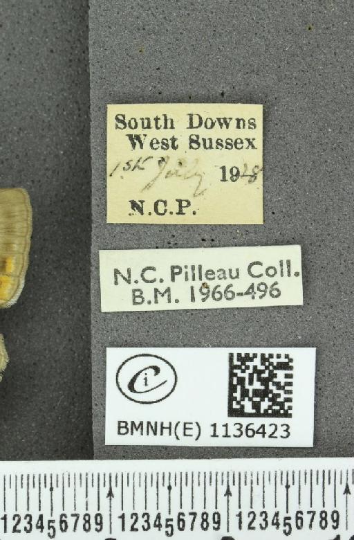 Neozephyrus quercus ab. aurantia-excessa Tutt, 1907 - BMNHE_1136423_label_94254