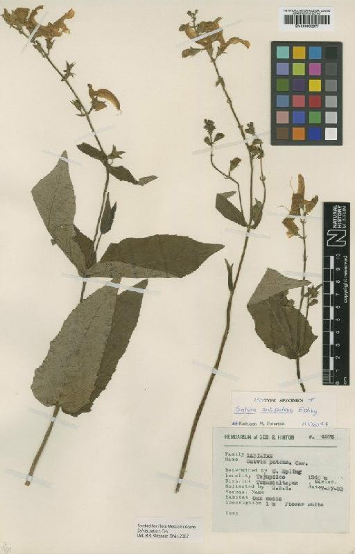 Salvia subpatens Epling - BM000992977