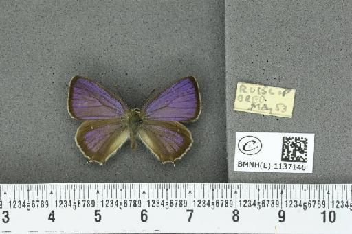 Neozephyrus quercus (Linnaeus, 1758) - BMNHE_1137146_94550