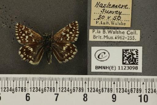 Pyrgus malvae (Linnaeus, 1758) - BMNHE_1123098_77972