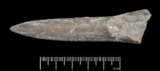 Acrocoelites (Odontobelus) vulgaris (Young & Bird, 1822) - PI CC 1283 - belemnite