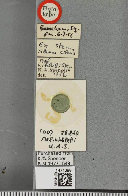 Melanagromyza nibletti Spencer, 1957 - BMNHE_1471398_label_46146