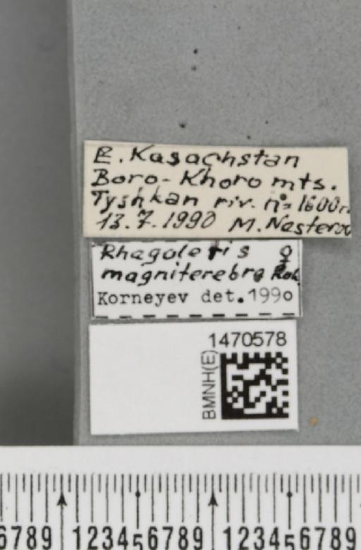 Rhagoletis magniterebra (Rohdendorf, 1961) - BMNHE_1470578_label_42698