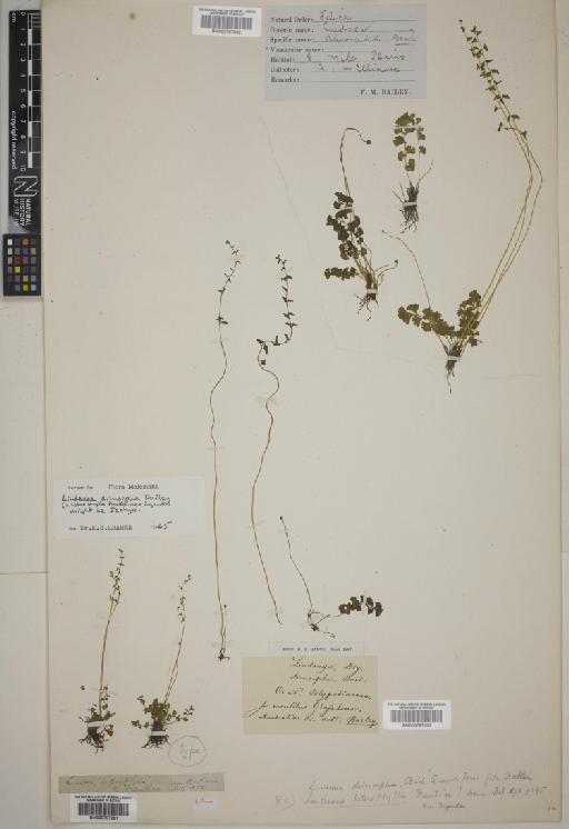Cystopteris alpina (Lam.) Desv. - 000787303
