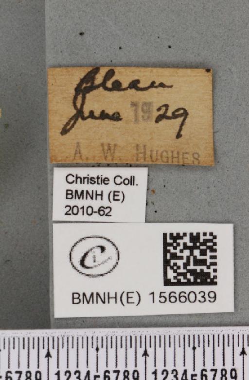 Pseudoips prasinana britannica (Warren, 1913) - BMNHE_1566039_label_294151