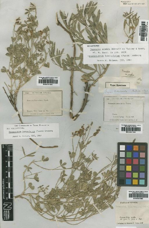 Psoralidium lanceolatum (Pursh) Rydb - BM000901959