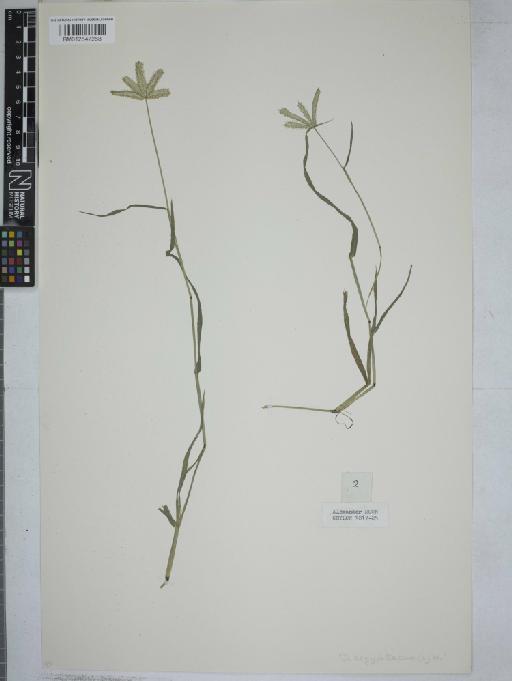 Dactyloctenium aegyptium (L.) Willd. - 012547268