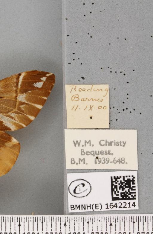 Endromis versicolora (Linnaeus, 1758) - BMNHE_1642214_label_240177