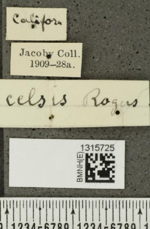 Calligrapha (Bidensomela) praecelsis (Rogers, 1856) - BMNHE_1315725_label_15777