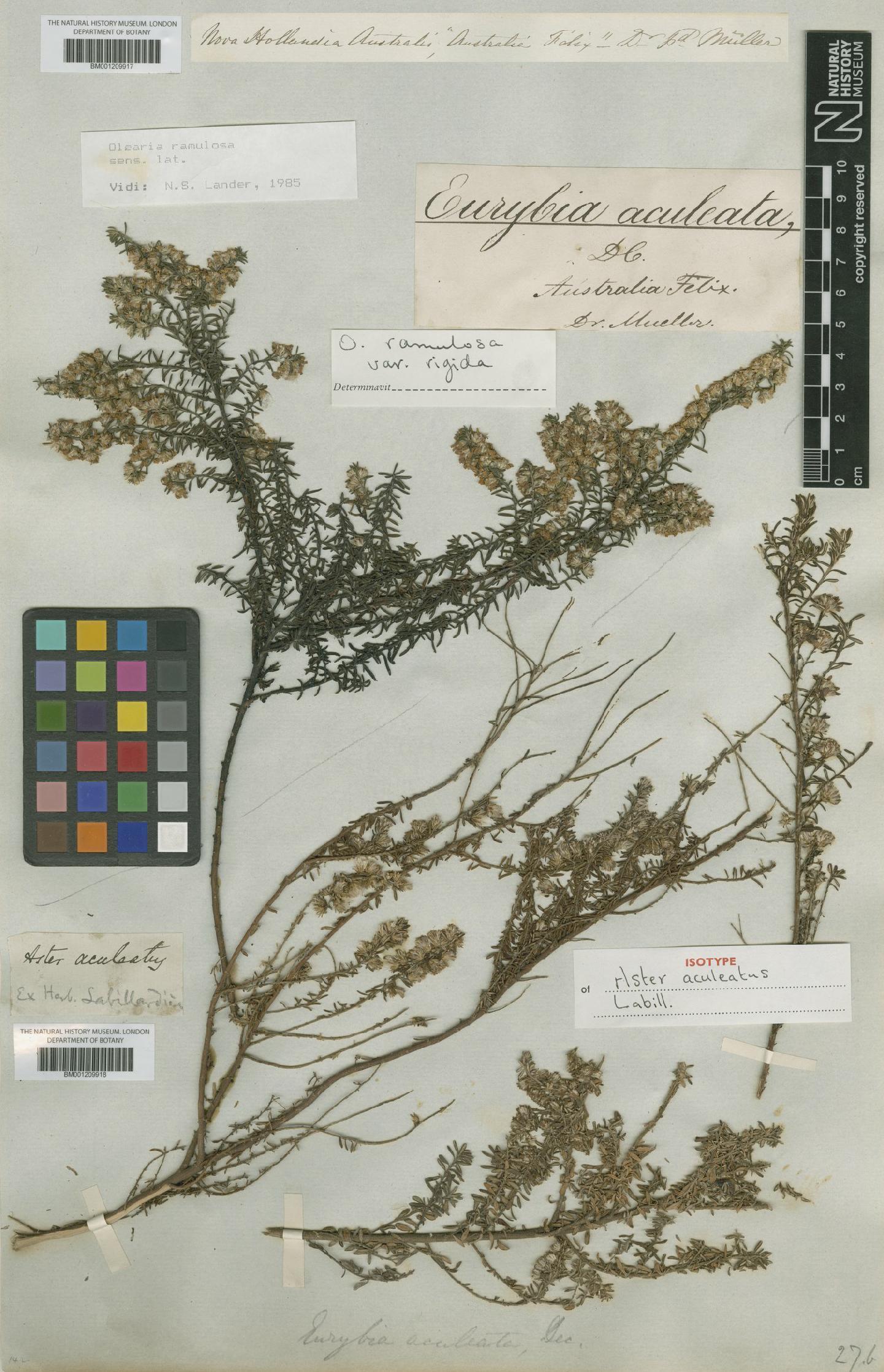 To NHMUK collection (Olearia ramulosa (Labill.) Benth.; Non-Type; NHMUK:ecatalogue:8177956)