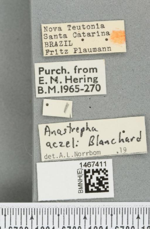 Anastrepha aczeli Blanchard, E.E., 1961 - BMNHE_1467411_label_40306