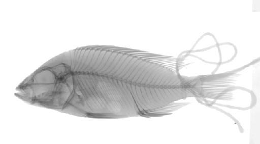 Chromis tetrastigma Günther, 1894 - BMNH 1893.11.15.34-37, LECTOTYPE Chromis tetrastigma