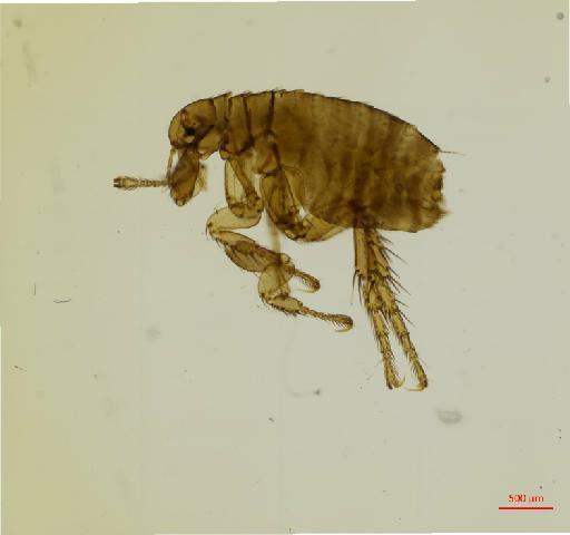 Rhopalopsyllus lugubris lugubris Jordan & Rothschild, N. C., 1908 - 010179163_specimen