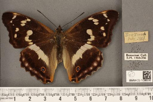 Apatura iris (Linnaeus, 1758) - BMNHE_1086586_63526