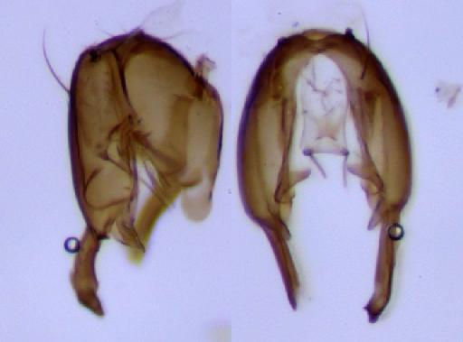 Meroplius (Meroplius) latispinifer Ozerov & Ozerov, 1999 - Meroplius_Meroplius_latispinifer-BMNHE1238988-paratype_male-genitalia