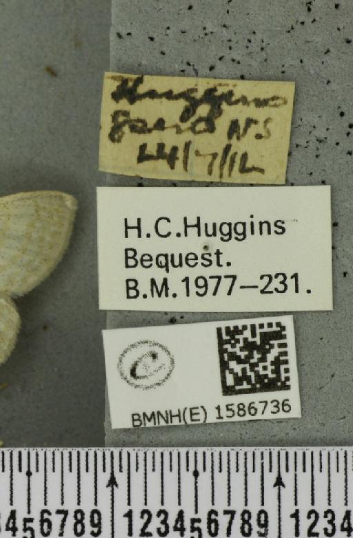 Scopula floslactata floslactata (Haworth, 1809) - BMNHE_1586736_label_271344