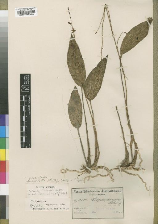 Oeceoclades lonchophylla (Rchb.f.) Garay & P.Taylor - BM000525298