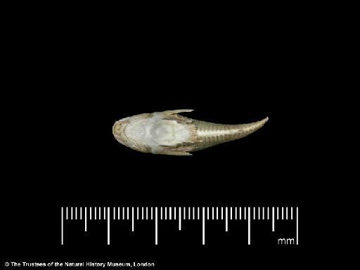 Callichthys paleatus Jenyns, 1842 - BMNH 1917.7.14.18, LECTOTYPE, Callichthys paleatus, ventral