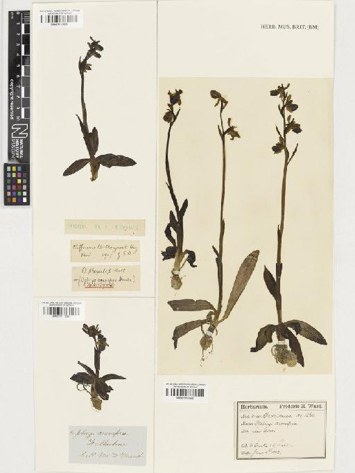 Ophrys sphegodes Mill. - BM001111026