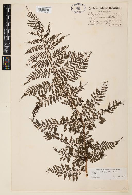 Dryopteris unidentata var. paleacea (Hillebr.) Fraser-Jenk. - 013859262
