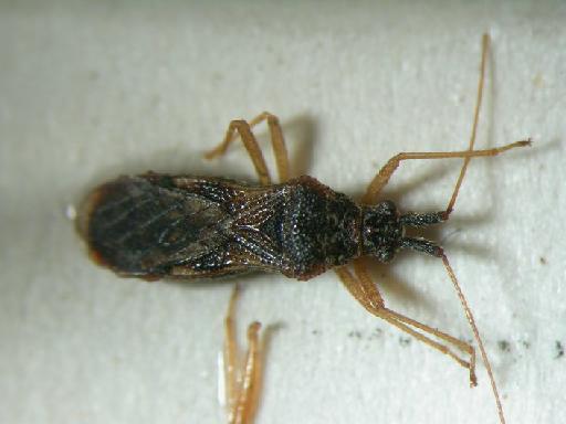Malcus nigrescens Stys - Hemiptera: Malcus Nigre