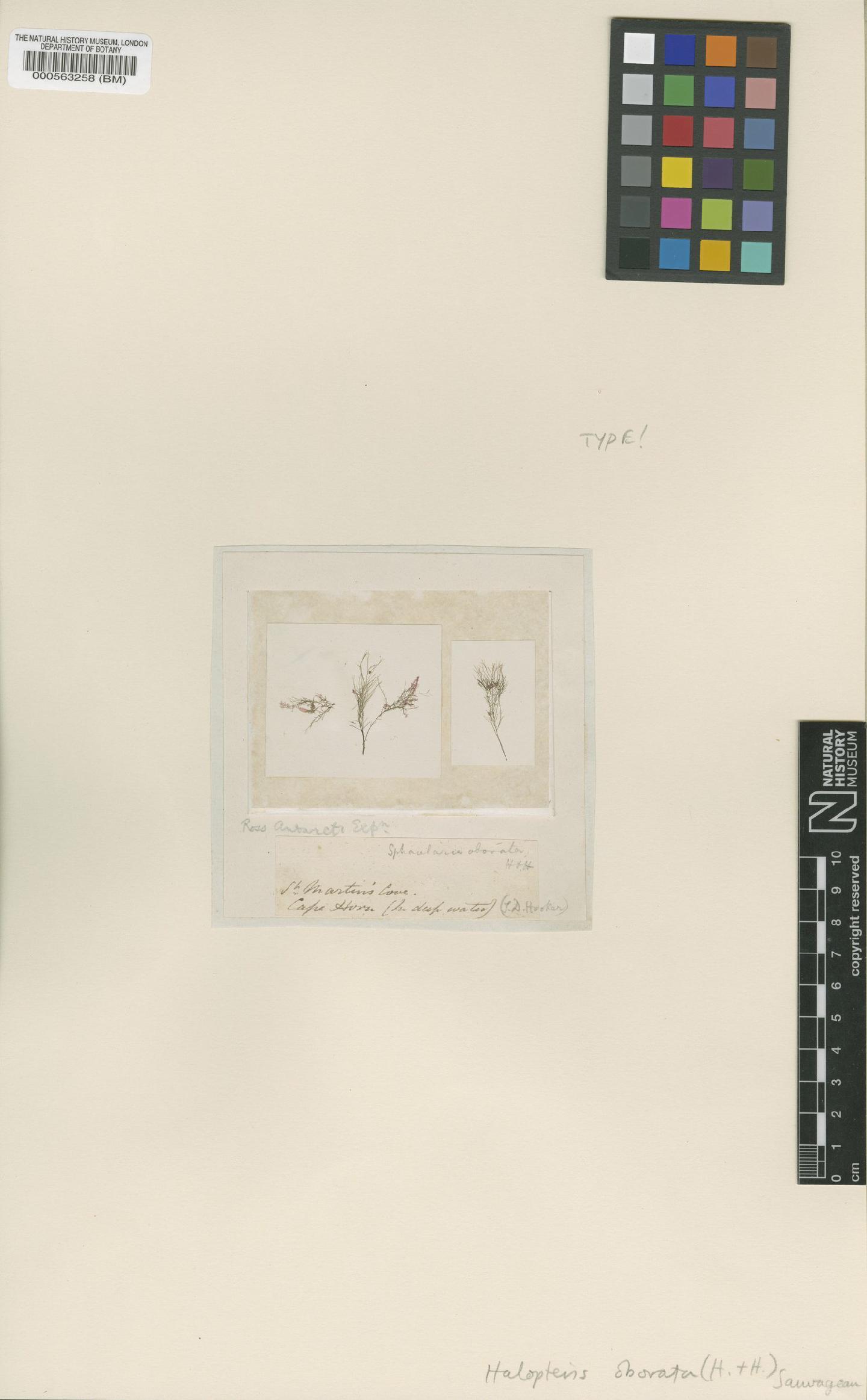 To NHMUK collection (Halopteris obovata (Hook.f. & Harv.) Sauv.; Type; NHMUK:ecatalogue:4719775)