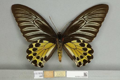 Troides helena cerberus Rothschild, 1895 - 013606468_additional