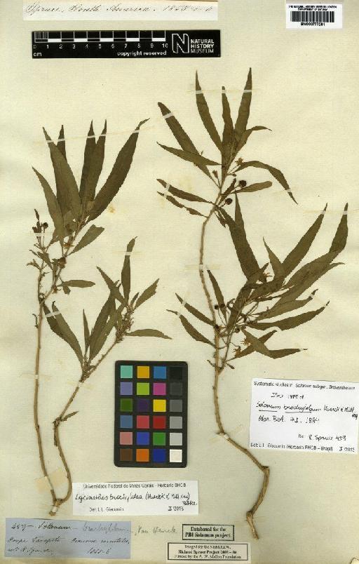 Lycianthes brachyloba (Van Heurck & Müll.Arg.) Bitter - BM000777281