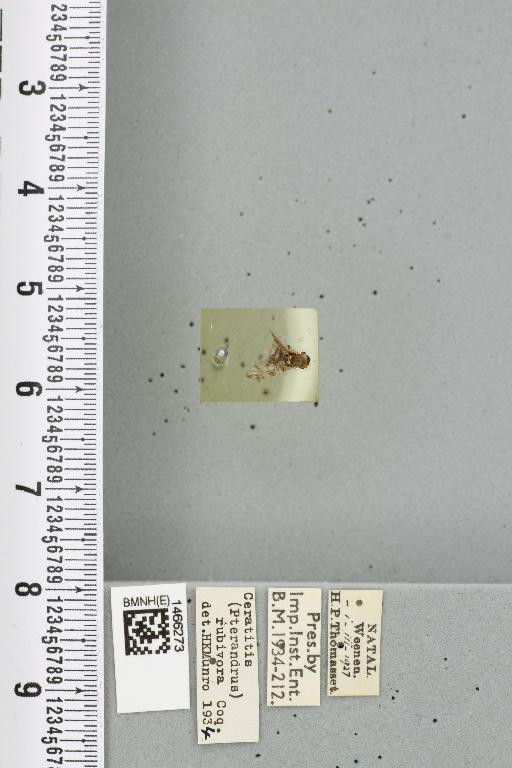Ceratitis (Pterandrus) volucris (Bezzi, 1918) - BMNHE_1466273_27002