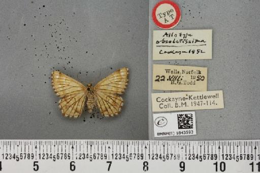 Chiasmia clathrata clathrata ab. obsoletissima Cockayne, 1952 - BMNHE_1843593_424141