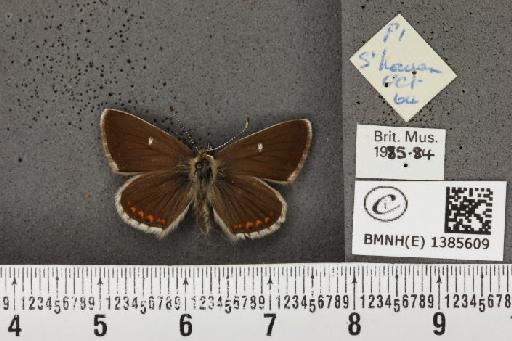 Aricia agestis x artaxerxes - BMNHE_1385609_184445