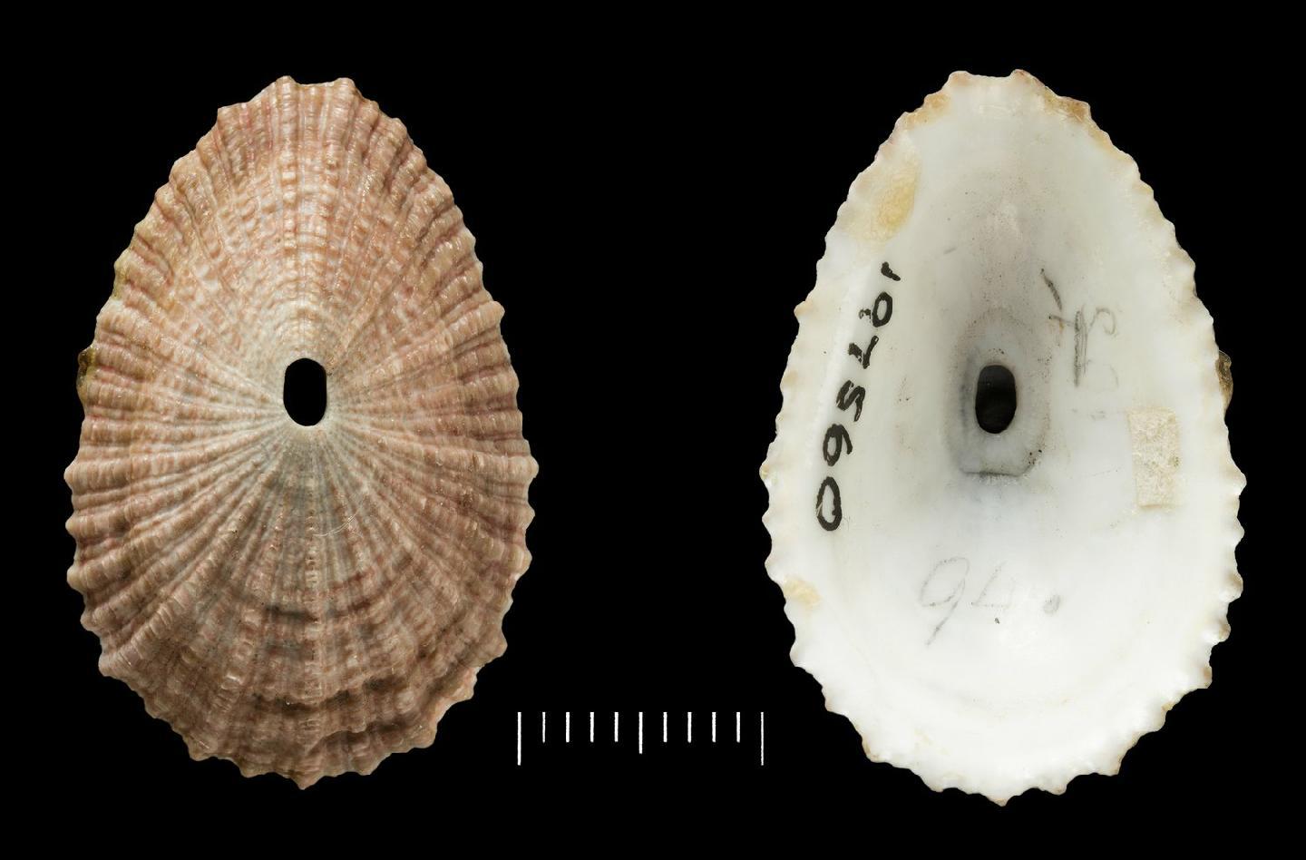 To NHMUK collection (Fissurella compressa Thiele, 1930; SYNTYPES; NHMUK:ecatalogue:3506181)