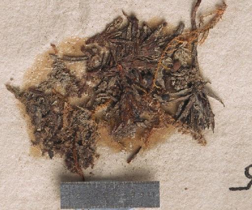 Bapalmuia buchanani (Stirt.) Kalb & Lücking - BM001096106_a