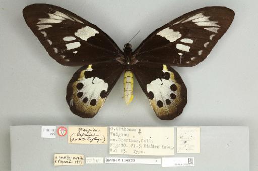 Ornithoptera tithonus tithonus de Haan, 1841 - 013605218__