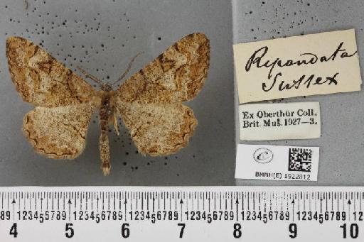 Alcis repandata repandata (Linnaeus, 1758) - BMNHE_1922812_478061