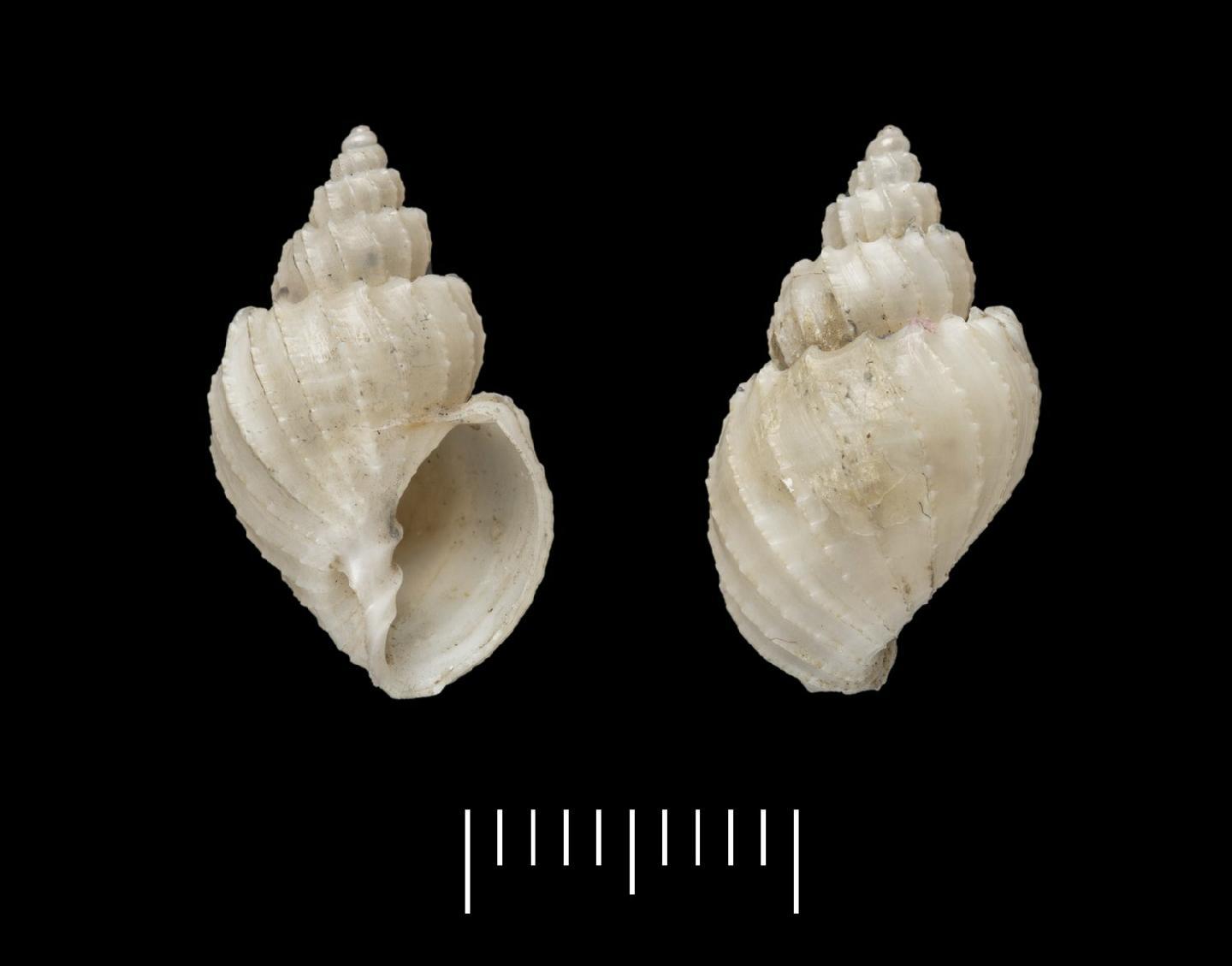 To NHMUK collection (Cancellaria tenuis A. Adams, 1855; HOLOTYPE; NHMUK:ecatalogue:2459301)