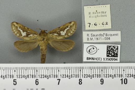 Korscheltellus lupulina (Linnaeus, 1758) - BMNHE_1350994_186388