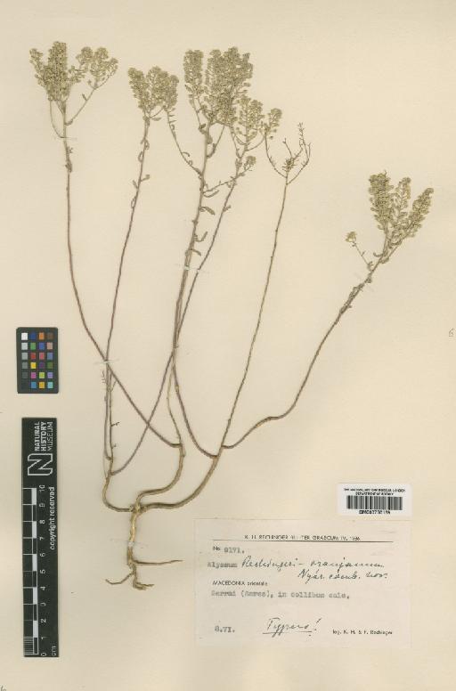 Alyssum corymbosoides Formánek - BM000750159