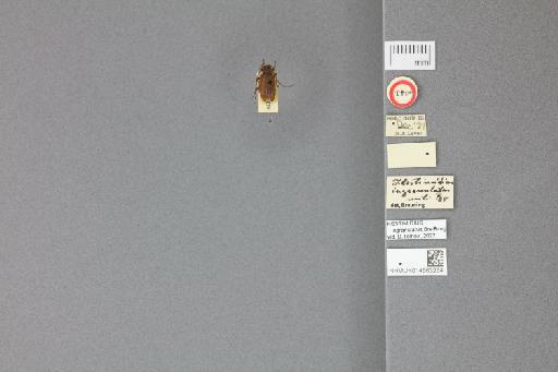 Hestimidius ingranulatus Breuning, 1939 - 014663264_labels_dorsal