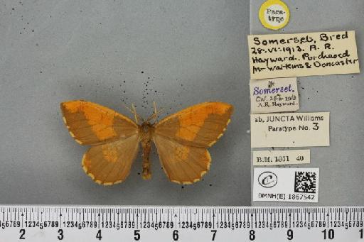 Angerona prunaria ab. juncta Williams, 1947 - BMNHE_1867542_439718