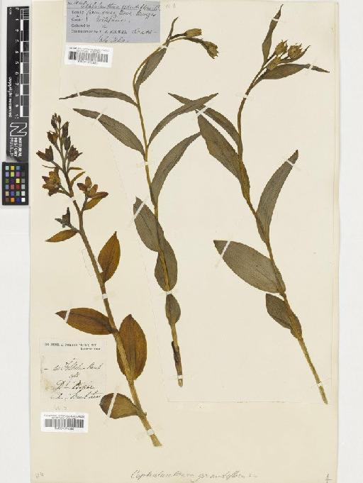 Cephalanthera damasonium (Mill.) Druce - BM001075222