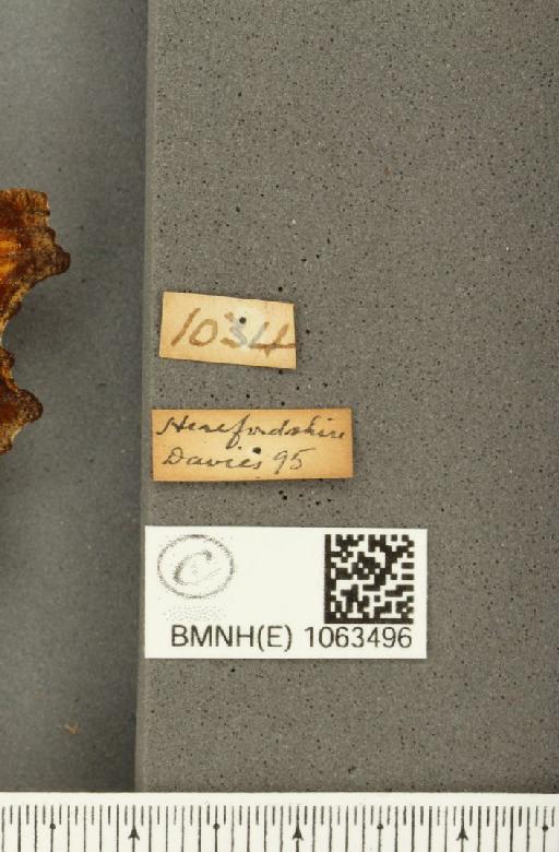 Polygonia c-album (Linnaeus, 1758) - BMNHE_1063496_label_24595