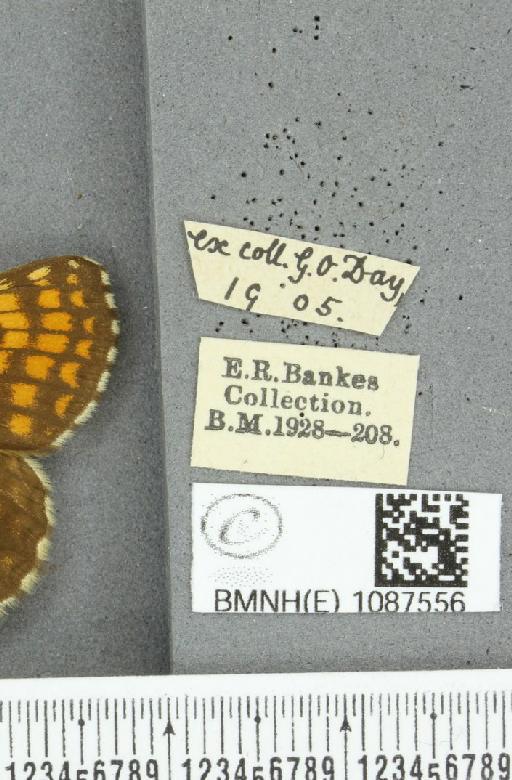 Melitaea athalia (Rottemburg, 1775) - BMNHE_1087556_label_57989