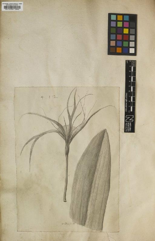 Hymenocallis Salisb. - BM000589967