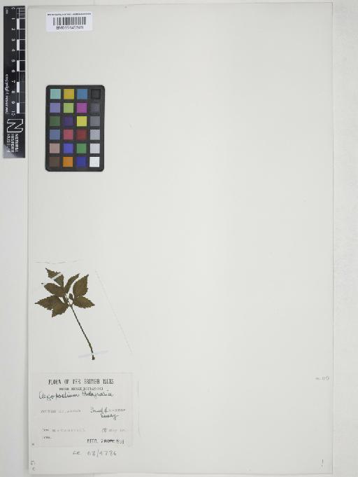 Aegopodium podagraria L. - 015148249
