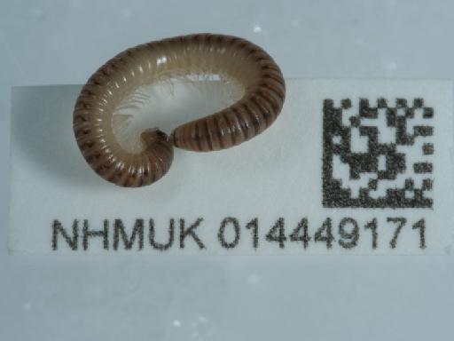 Cylindroiulus punctatus (Leach, 1815) - 014449171_2