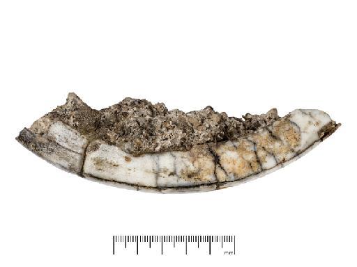 Toxodon platensis Owen, 1837 - NHMUK PV M 16567_new2